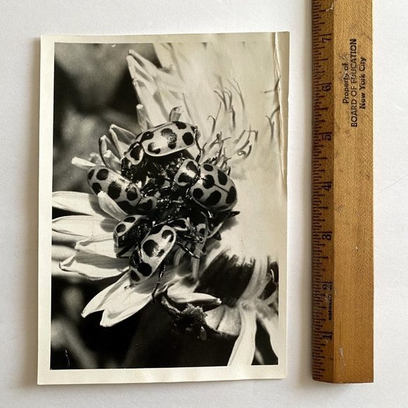 c1970 Original Ladybugs Black White Photograph Steven Willhite Glen Ellen IL - Picture 7 of 7